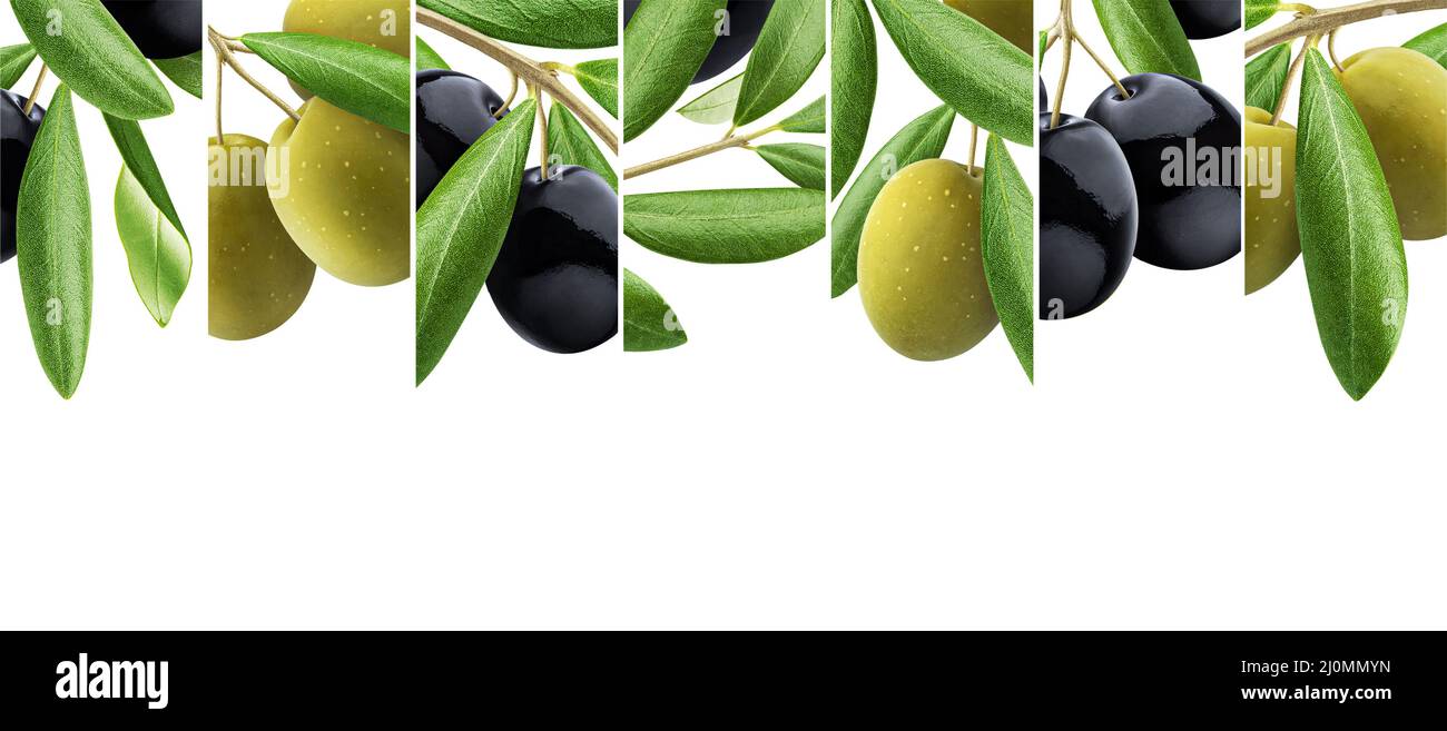 Set of olive branches, olive tree leaves banner Stock Photo