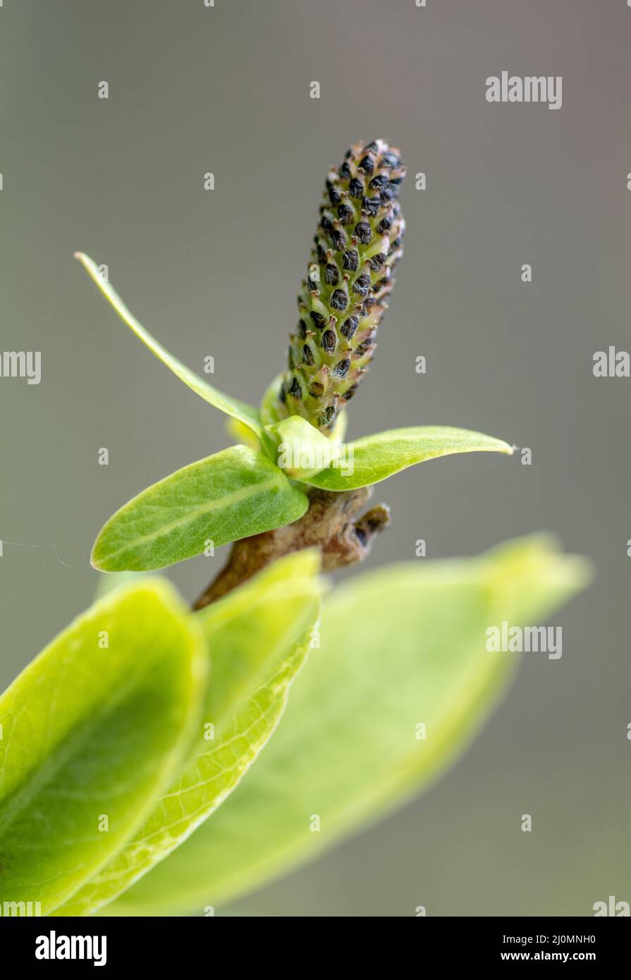 Blooming Willow (Salix Integra Hakuro Nishiki) catkins in the early spring. Close up. Detail, Stock Photo