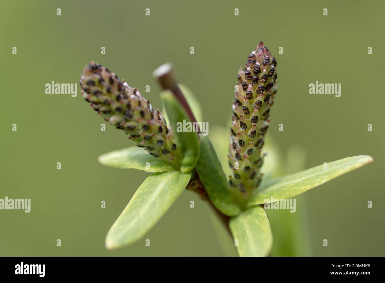 Blooming Willow (Salix Integra Hakuro Nishiki) catkins in the early spring. Close up. Detail, Stock Photo