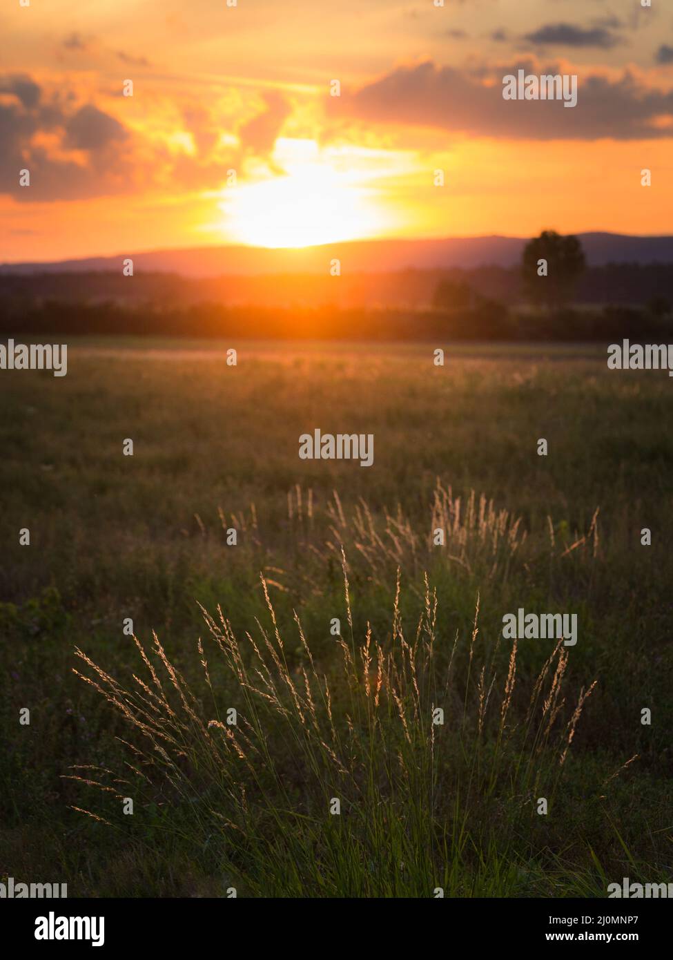 Dried weeds in Backlight. Shallow depth of field. End of Summer Atmosphere. Sunset. Stock Photo