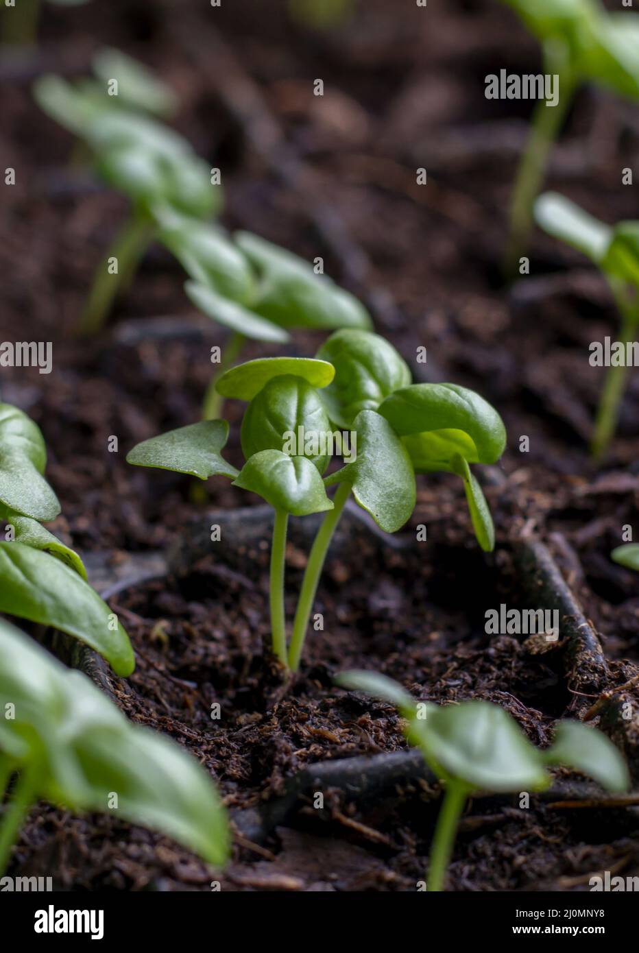 Basil (Ocimum basilicum) also known as Genovese , sweet  or great basil seedlings in a germination tray. Stock Photo