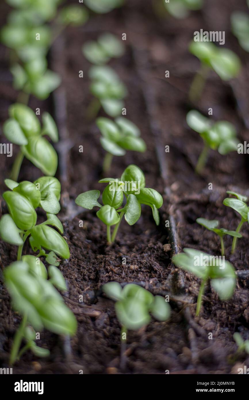 Basil (Ocimum basilicum) also known as Genovese , sweet or great basil