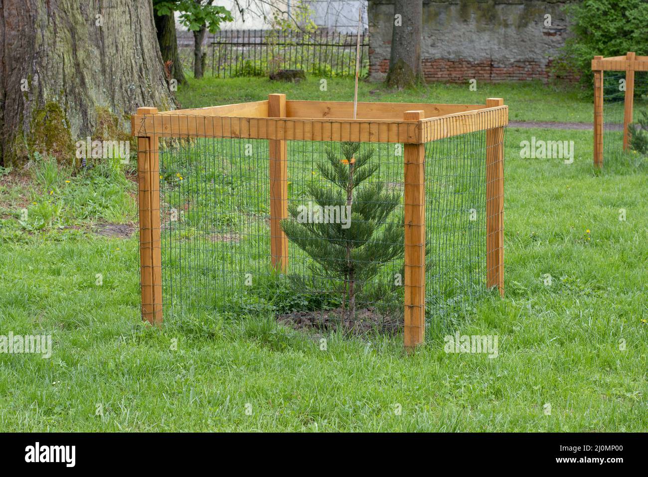 Mesh tree guard protecting young tree from wildlife damage. Fence protecting tree in the park. Stock Photo