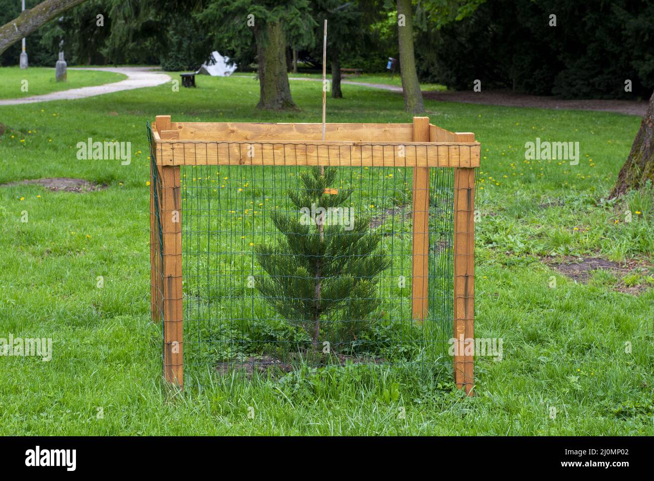 Mesh tree guard protecting young tree from wildlife damage. Fence protecting tree in the park. Stock Photo
