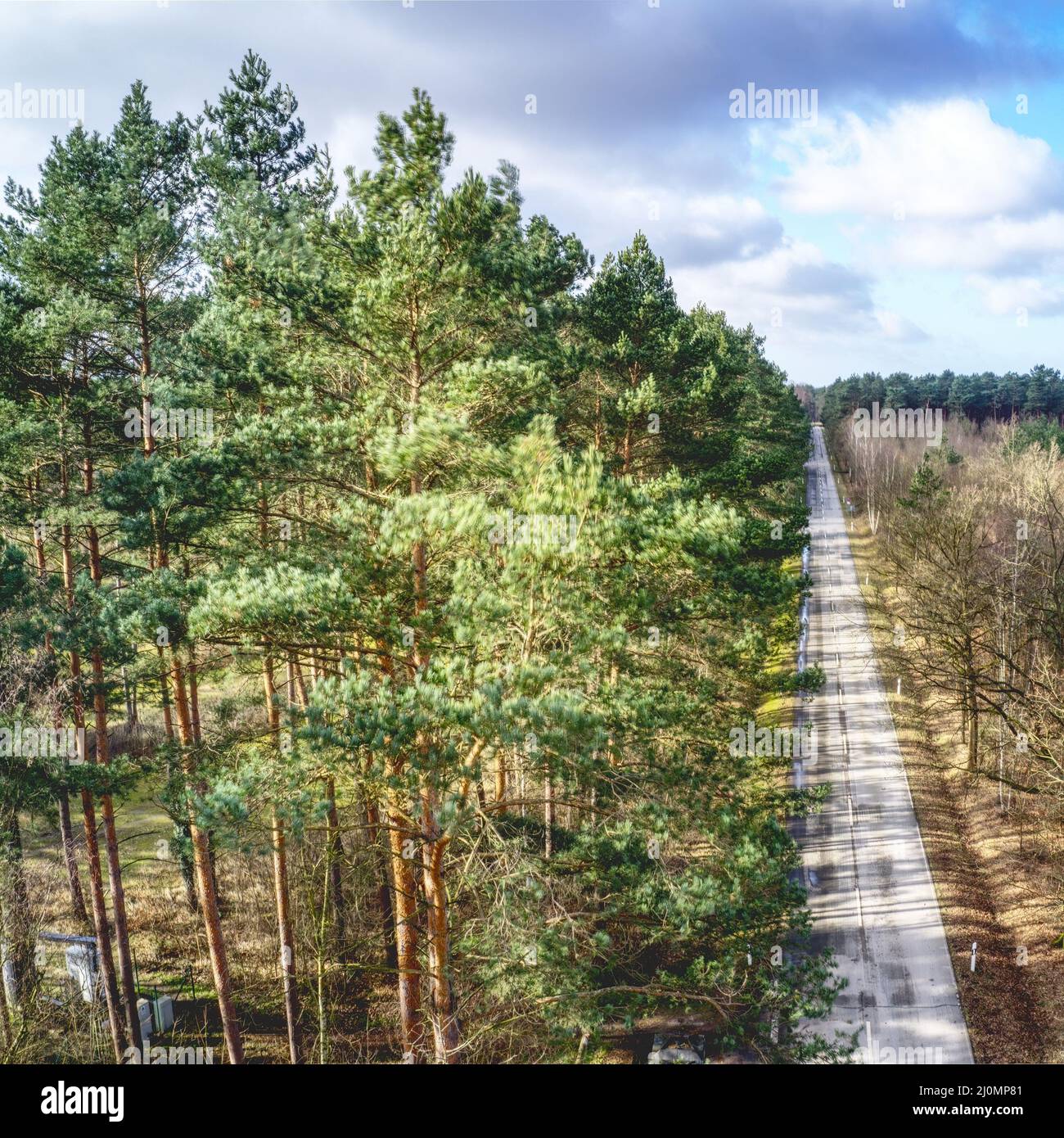 Aerial view of a dead straight road through a forest area with tall pine trees in the foreground Stock Photo