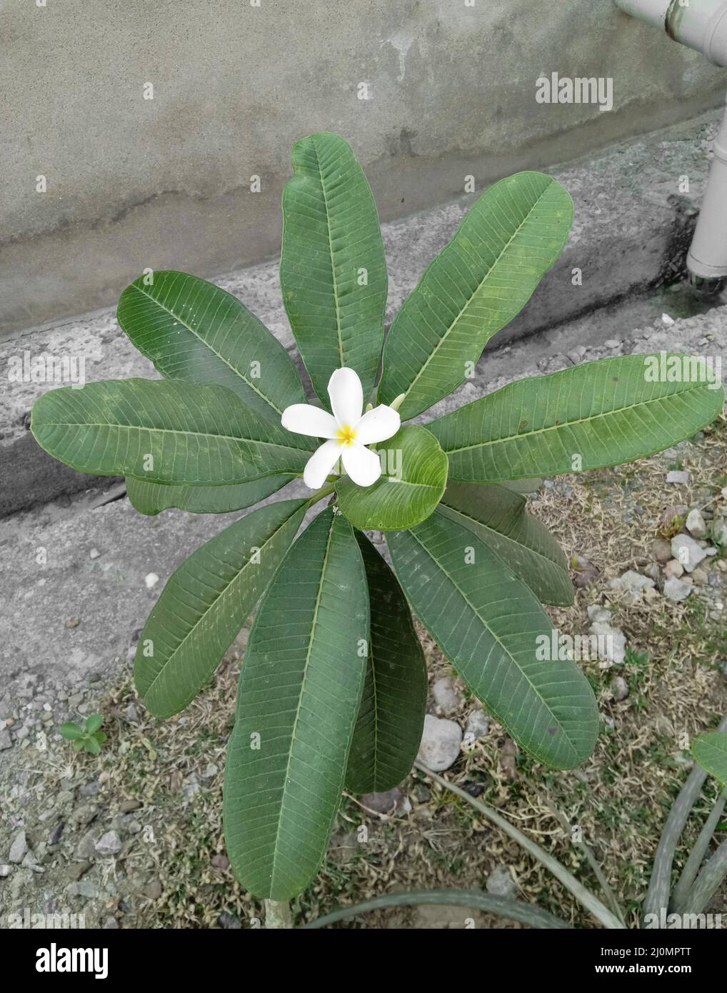 single white and yellow color plumeria flower and  leaves Stock Photo