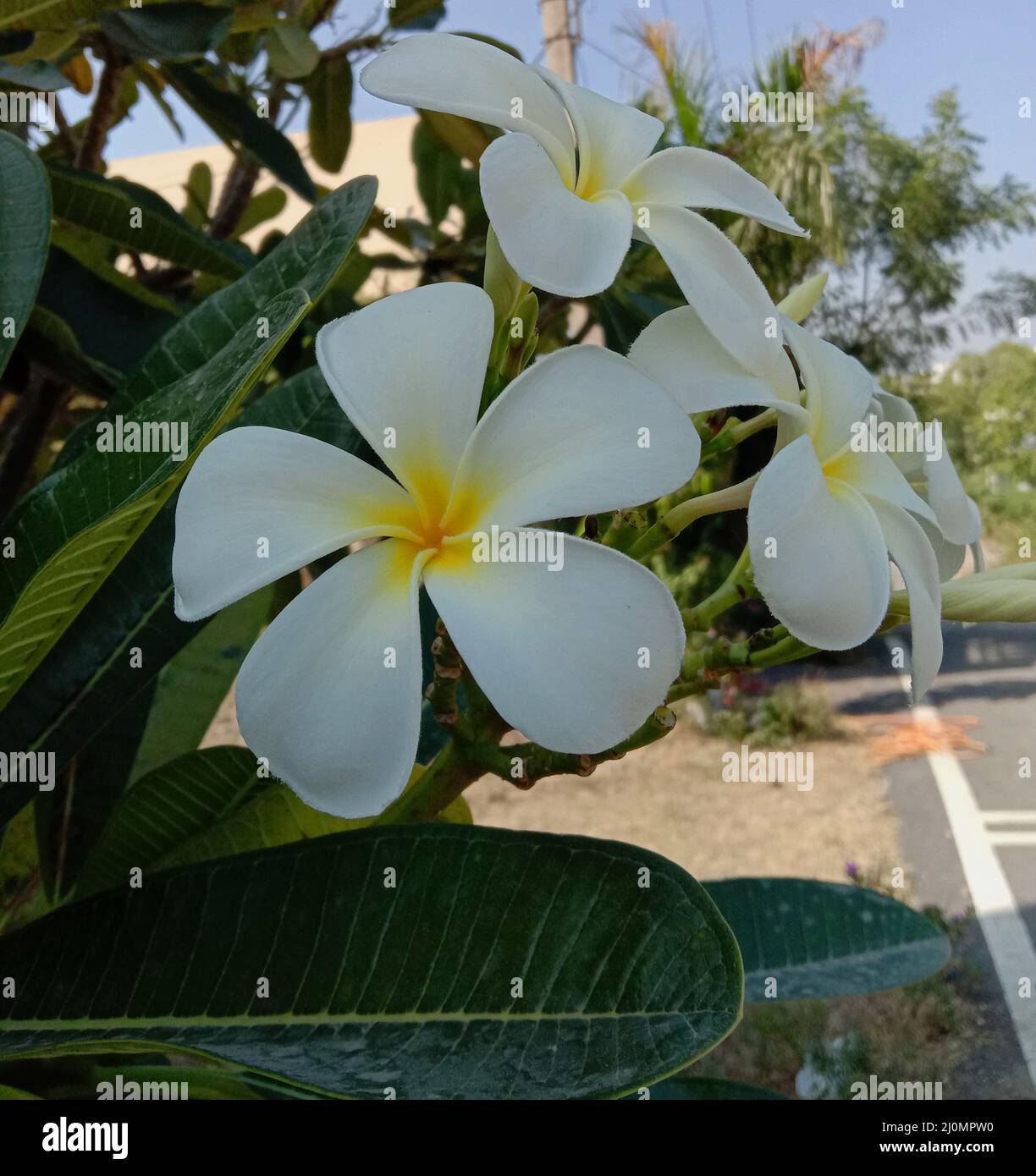 white and yellow color plumeria flower and green  leave Stock Photo