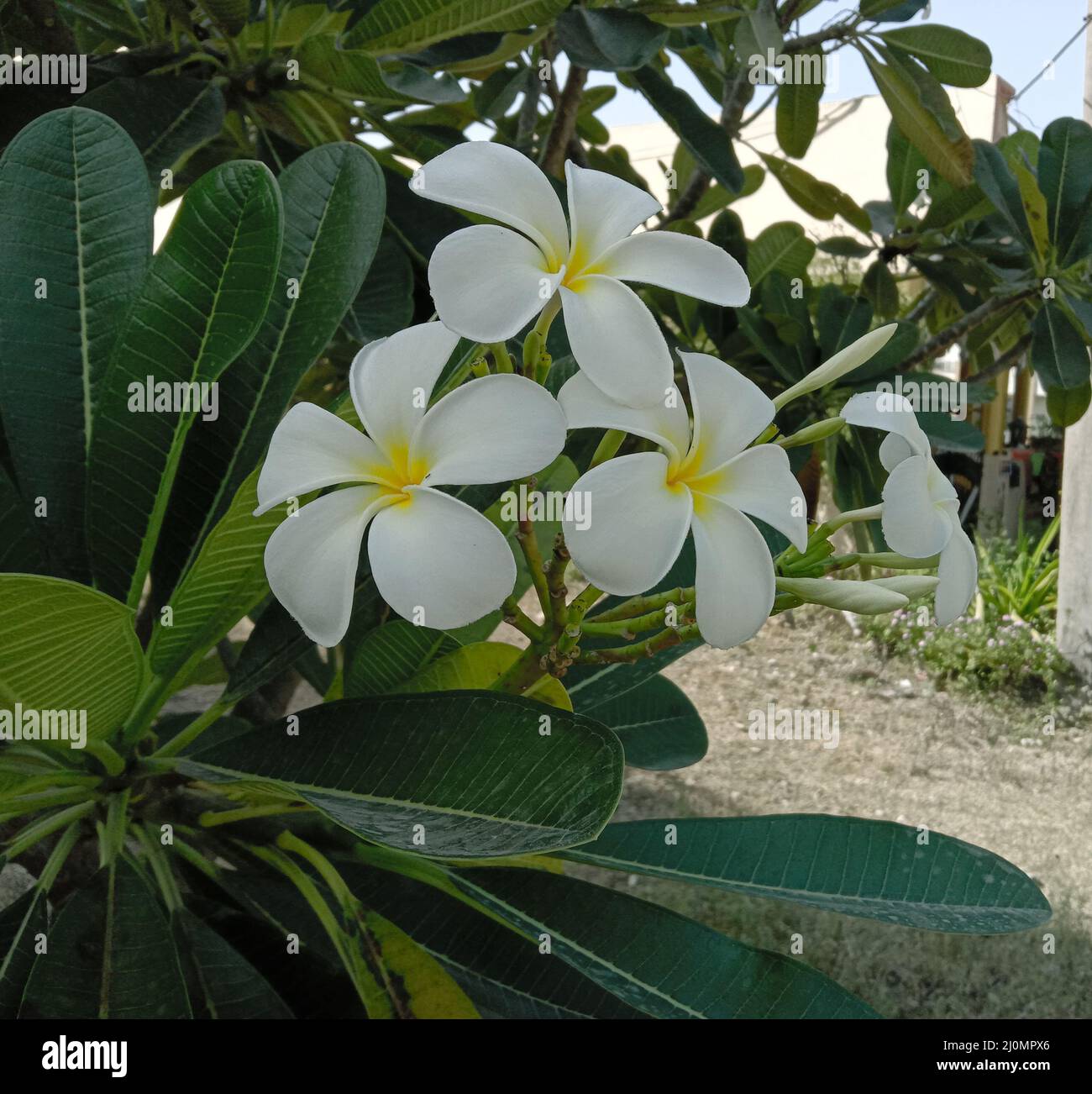 white color plumeria flower and green  leave Stock Photo