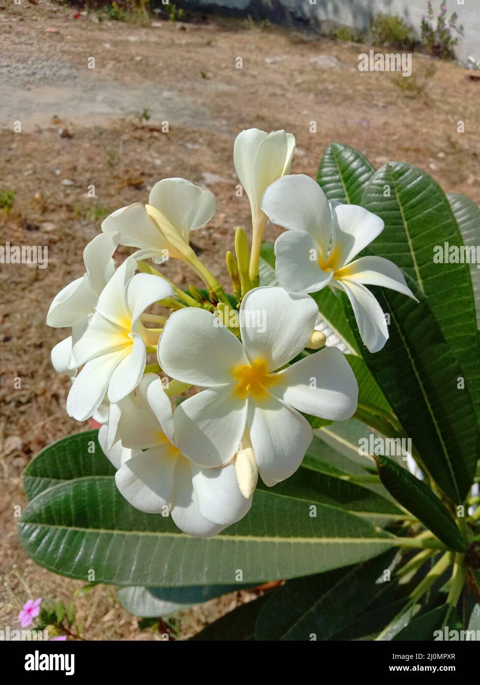 white color plumeria flower and leaves Stock Photo