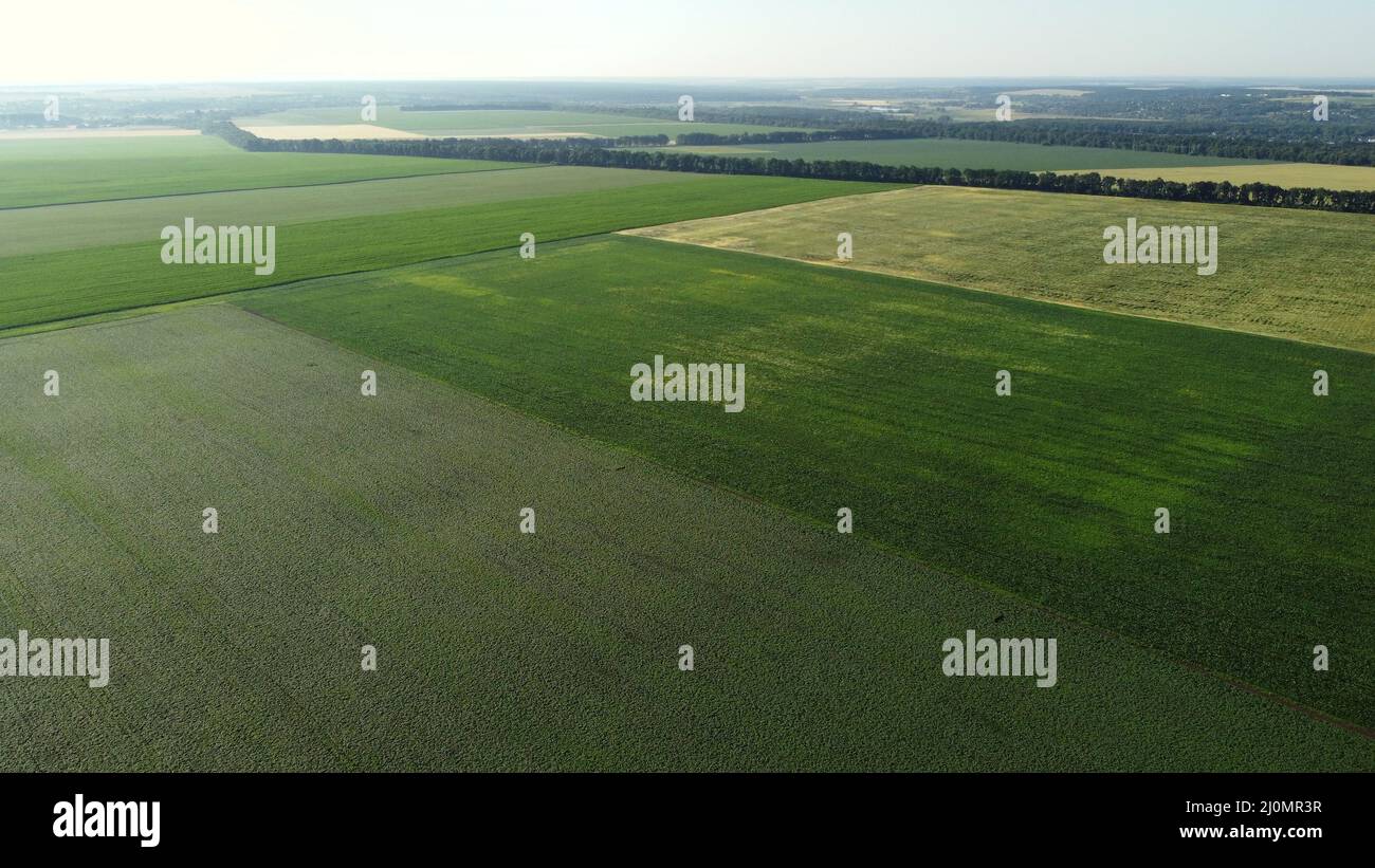 Drone shot above fields wheat hi-res stock photography and images - Alamy