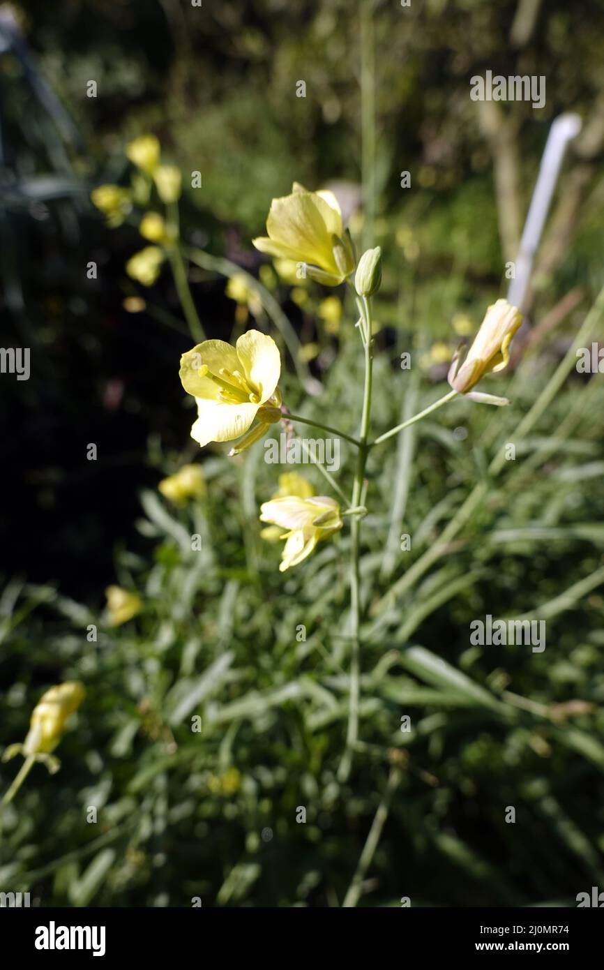 Narrow-leaved double seed (Diplotaxis tenuifolia), known commercially as arugula - flowering plant. Stock Photo