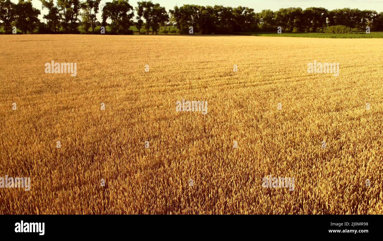 Flying over corn fields drone hi-res stock photography and images - Alamy