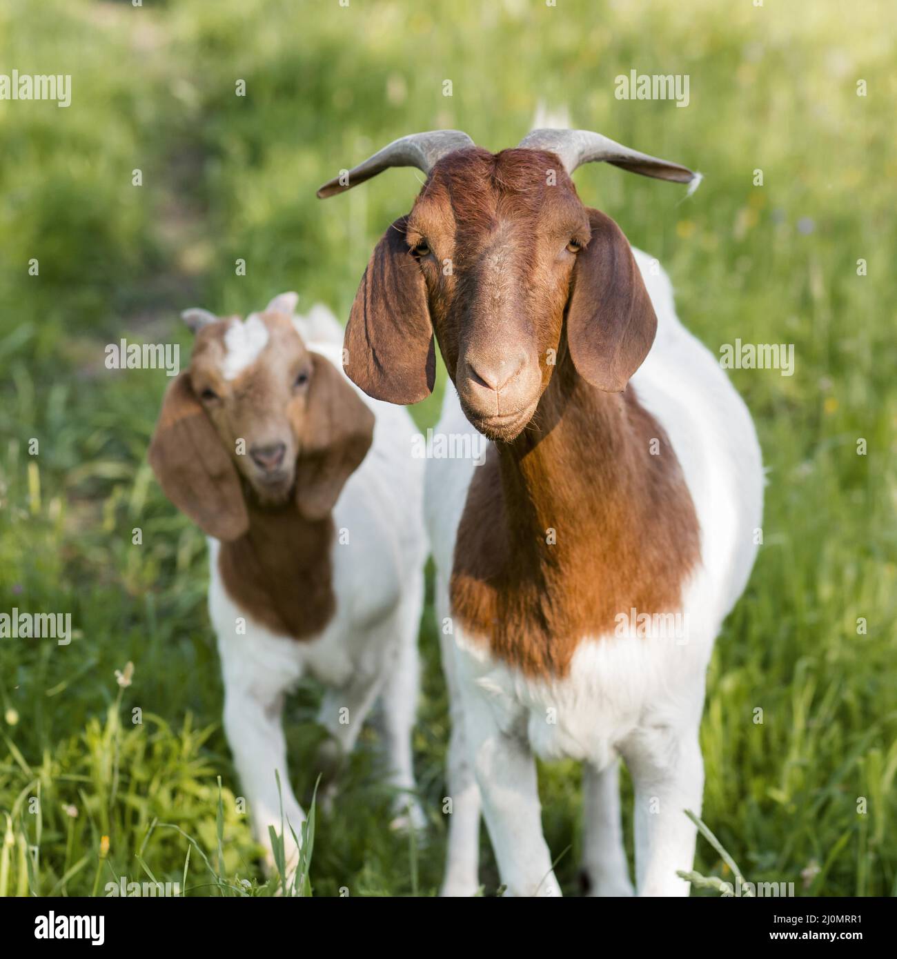 Front view goats farm Stock Photo