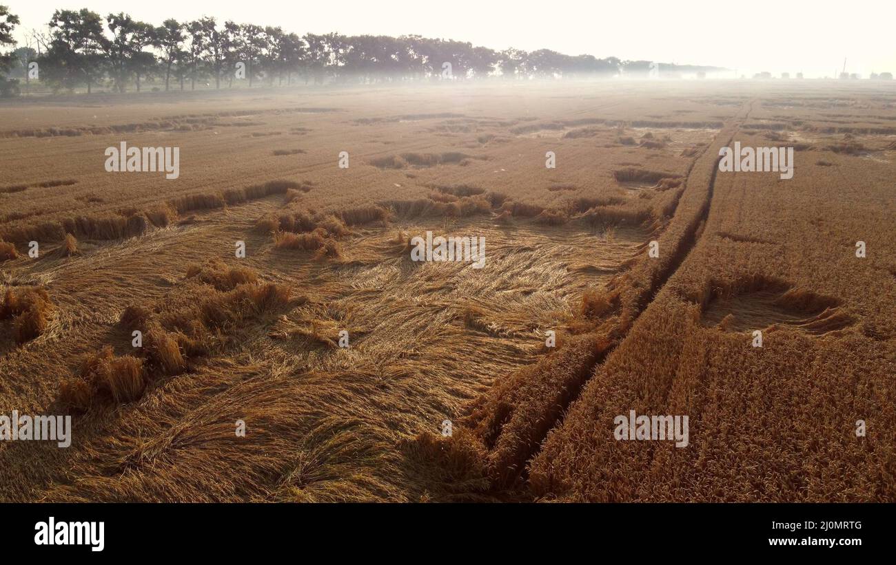 Flight over wheat on summer hi-res stock photography and images - Alamy