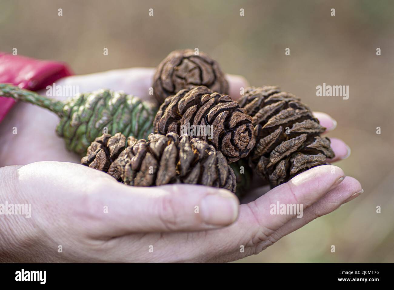 Woman holding Giant Sequoia or Giant redwood cones in her hands. Selective focus. Detail. Stock Photo
