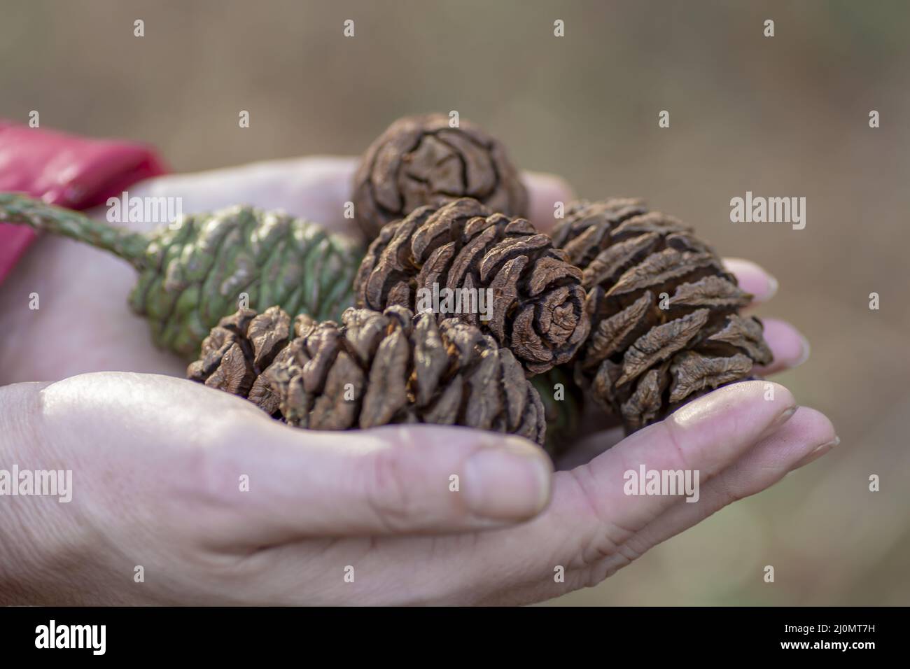 Woman holding Giant Sequoia or Giant redwood cones in her hands. Selective focus. Detail. Stock Photo