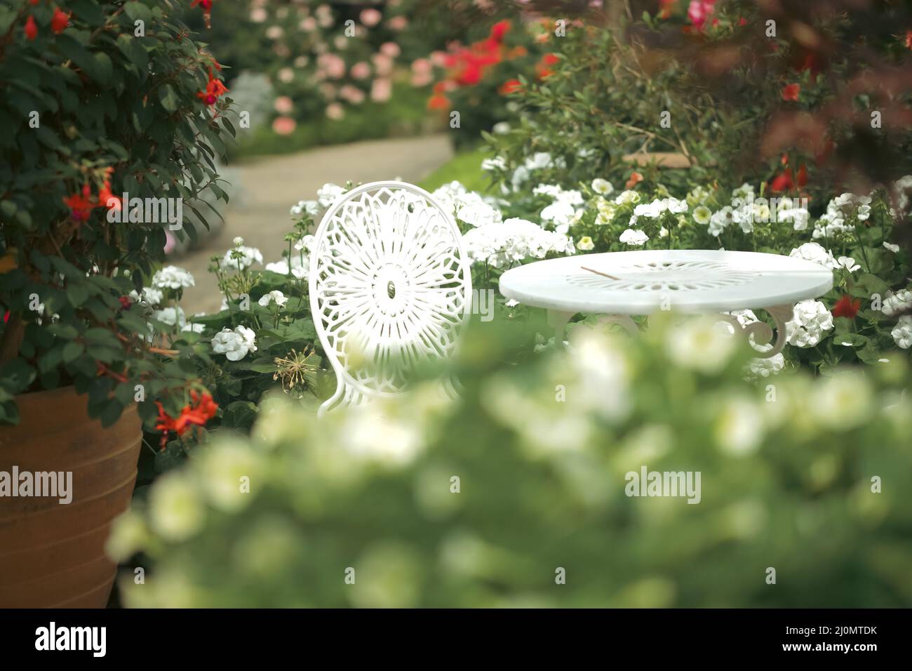 blooming white geranium flower plant in botany garden park Stock Photo