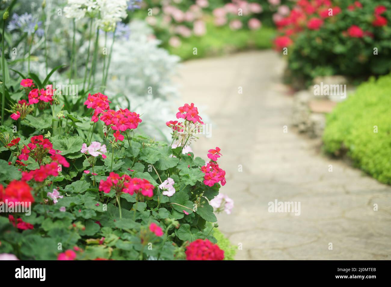 blooming pink red geranium flower plant in botany garden park Stock Photo