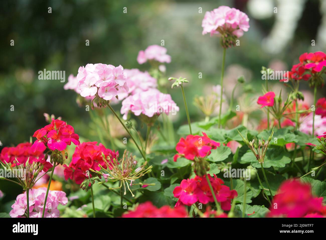 blooming pink geranium flower plant in botany garden park Stock Photo