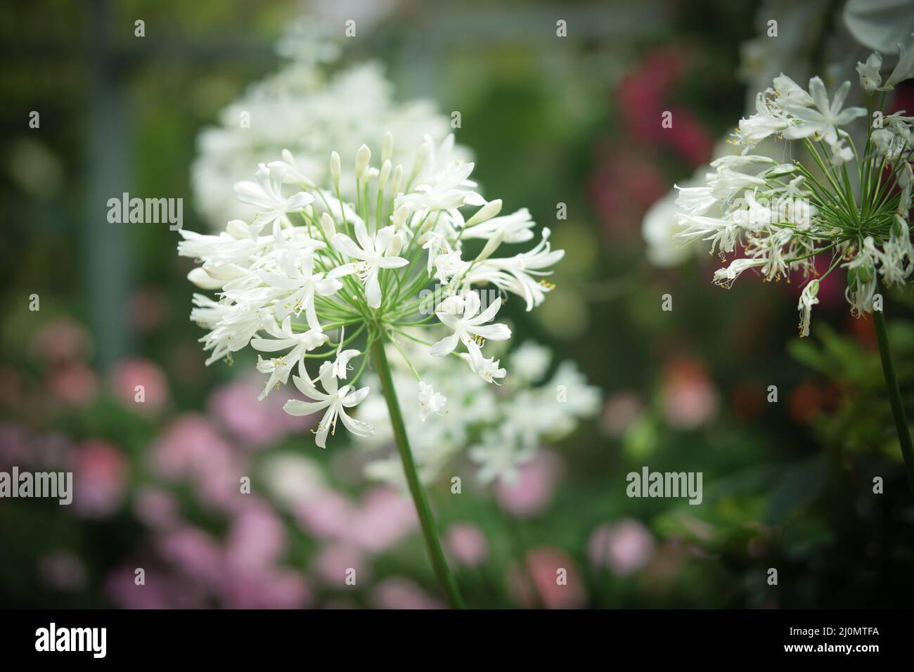 white African Lily flower decorating in garden Stock Photo