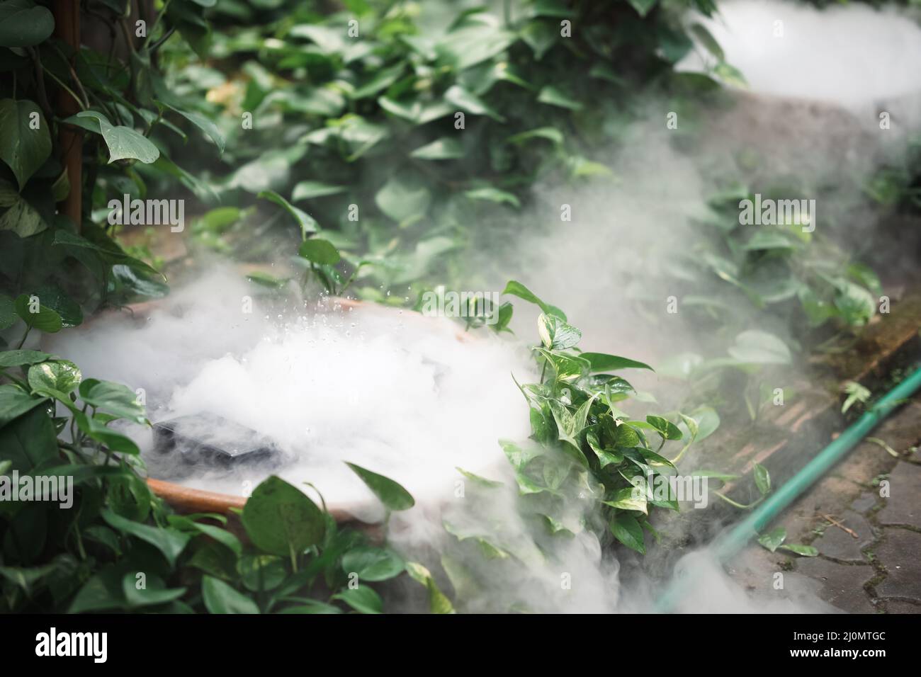 green plant leaves and dry ice smoke decorating in botany garden park Stock Photo