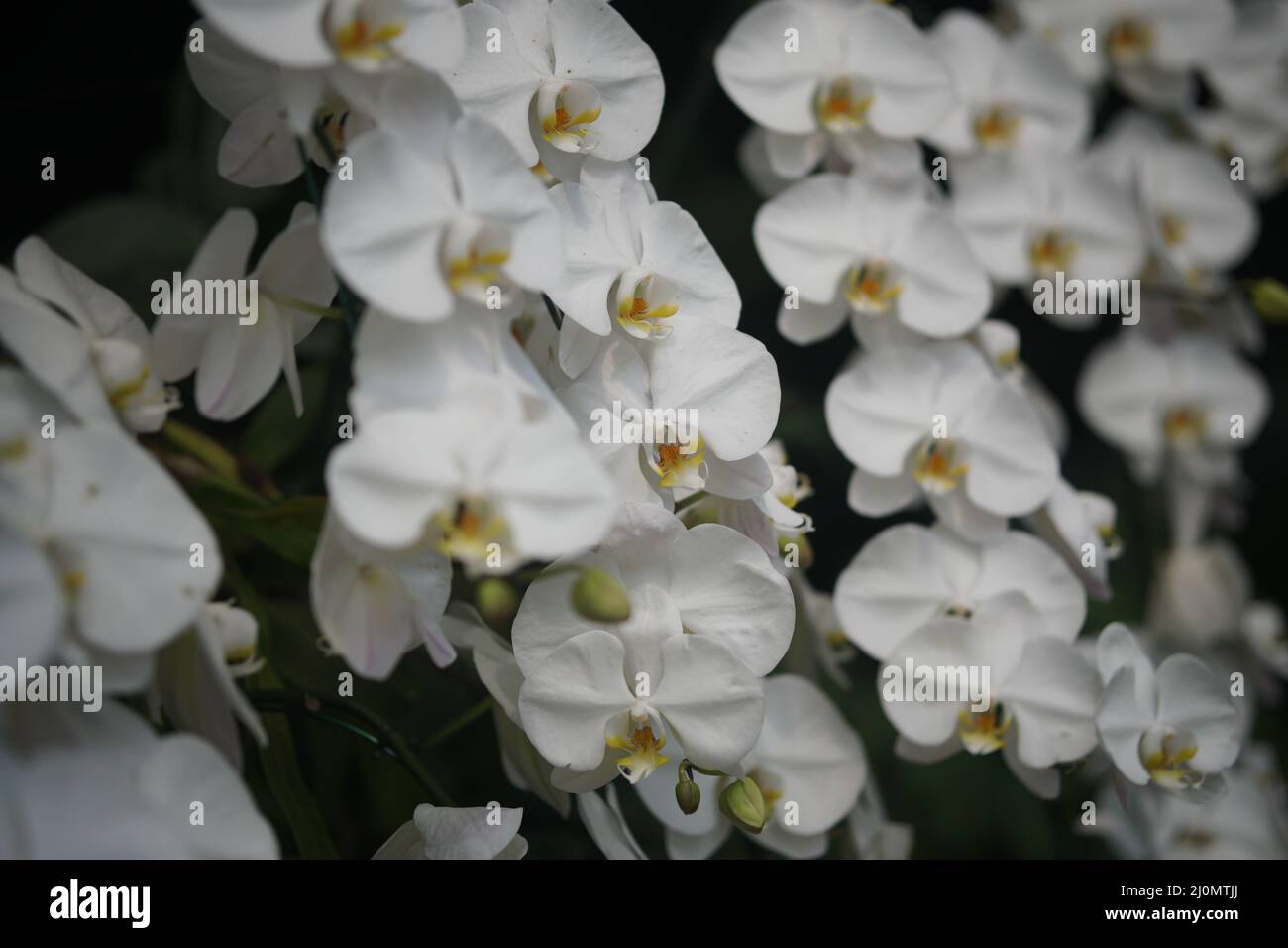 blooming white phalaenopsis orchid flower in garden park Stock Photo