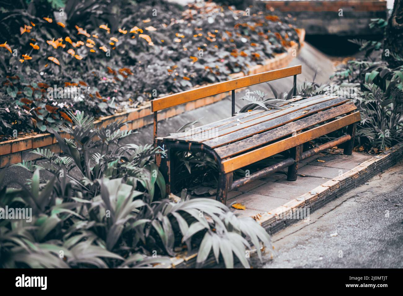 wooden bench seat chair in the garden park Stock Photo