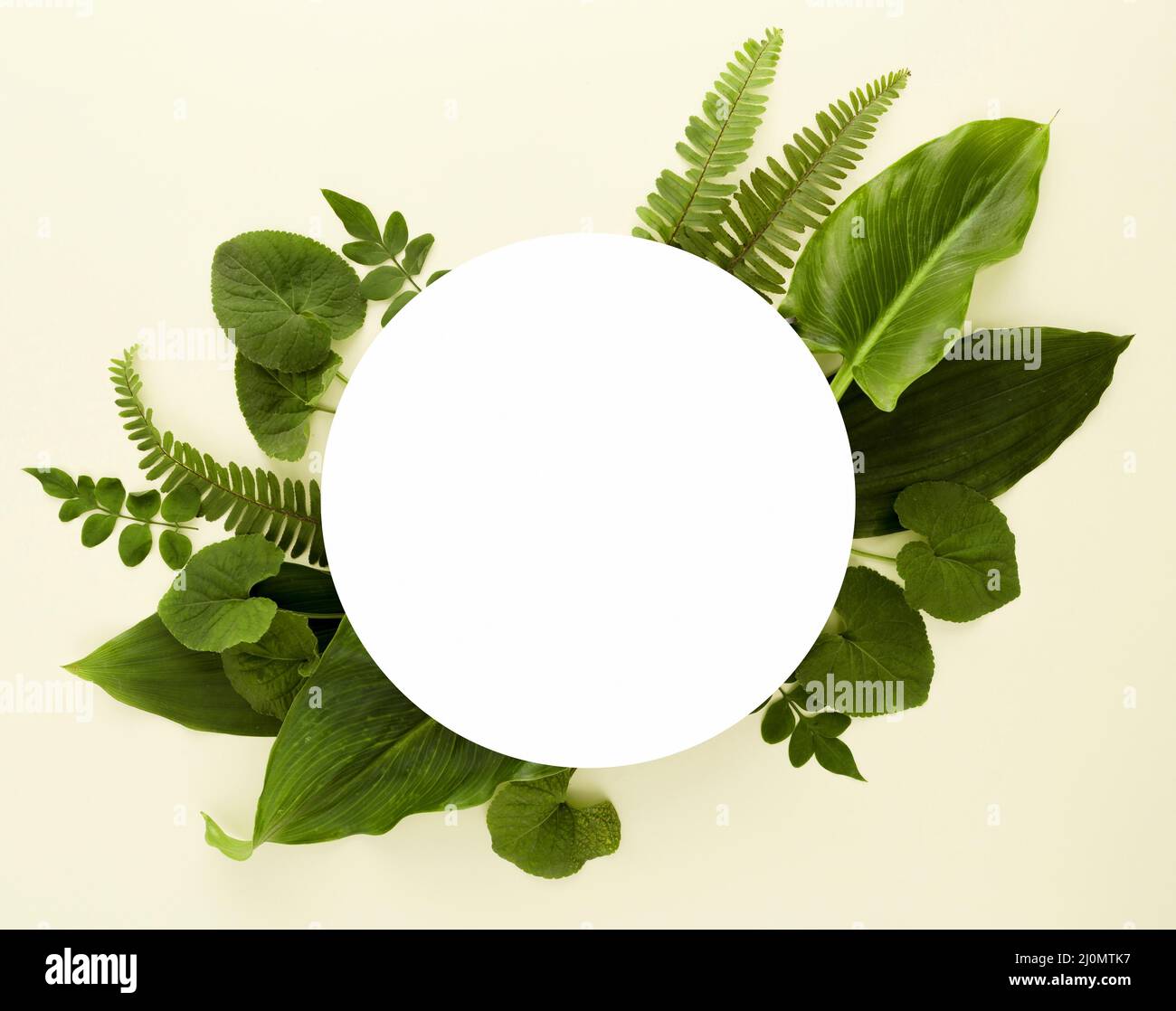Flat lay assortment leaves with copy space Stock Photo