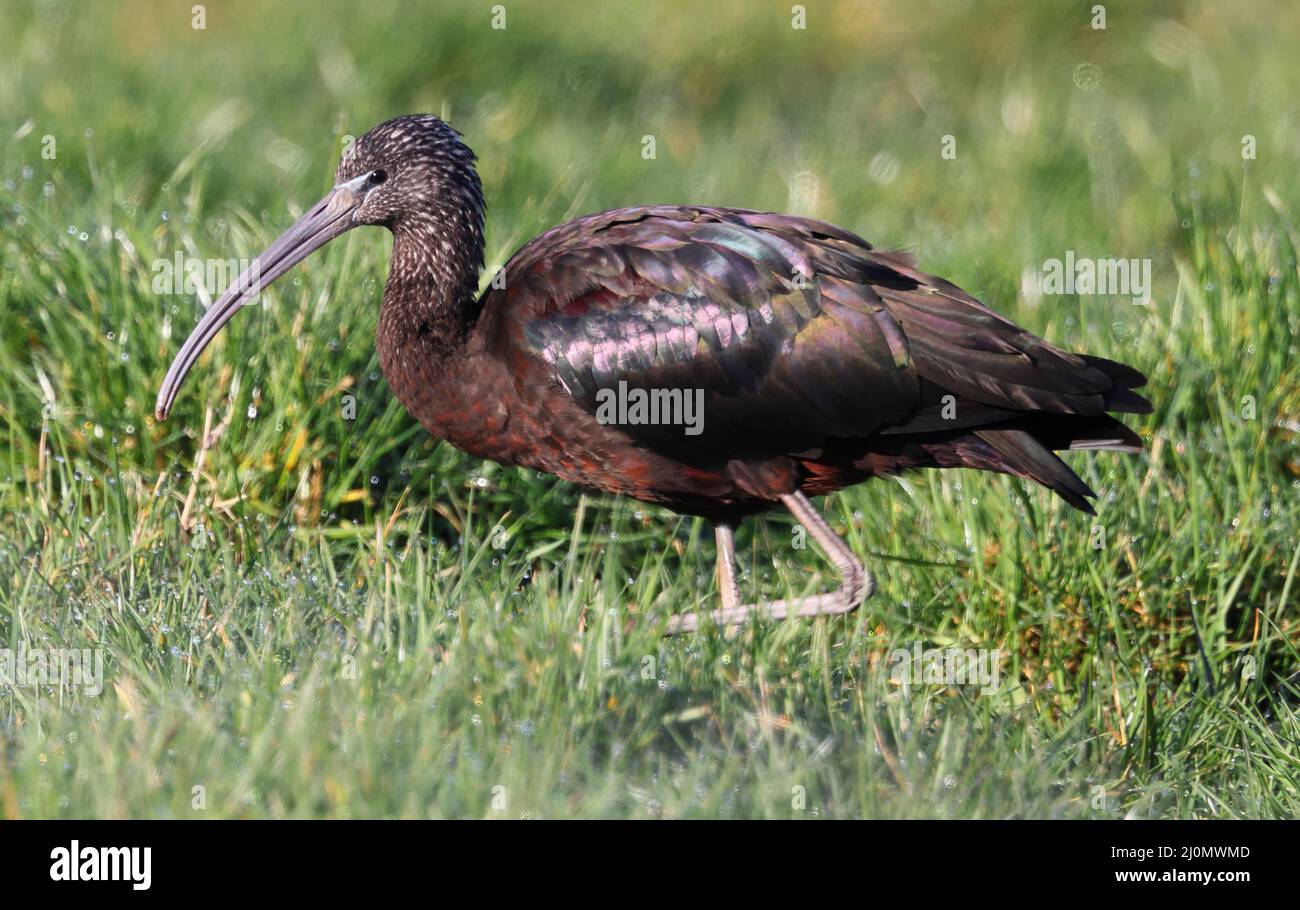A Glossy Ibis A Rare Bird In Gloucestershire UK Stock Photo Alamy a-glossy-ibis-a-rare-bird-in-gloucestershire-uk-stock-photo-alamy