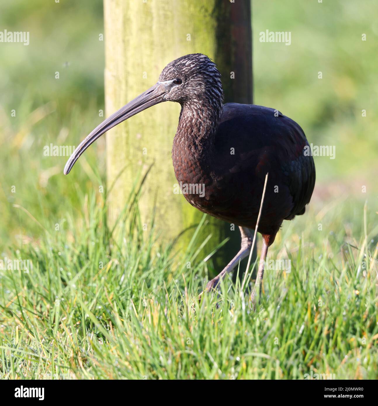 A Glossy Ibis A Rare Bird In Gloucestershire UK Stock Photo Alamy a-glossy-ibis-a-rare-bird-in-gloucestershire-uk-stock-photo-alamy