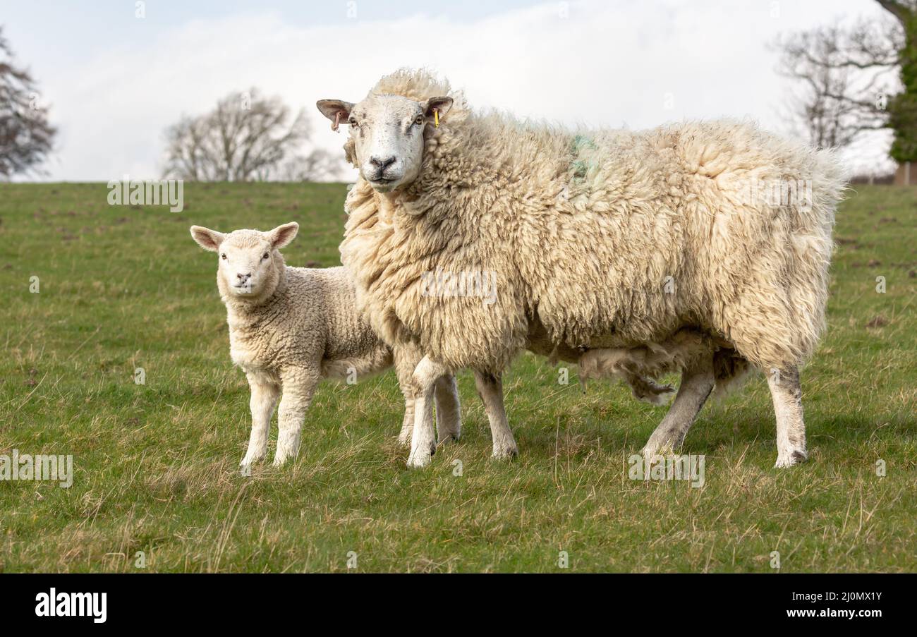 Lambing time in the Yorkshire Dales, UK. Close up of a fine, heavy fleeced ewe and her lamb in early Spring, facing camera in green field.  Horizontal Stock Photo