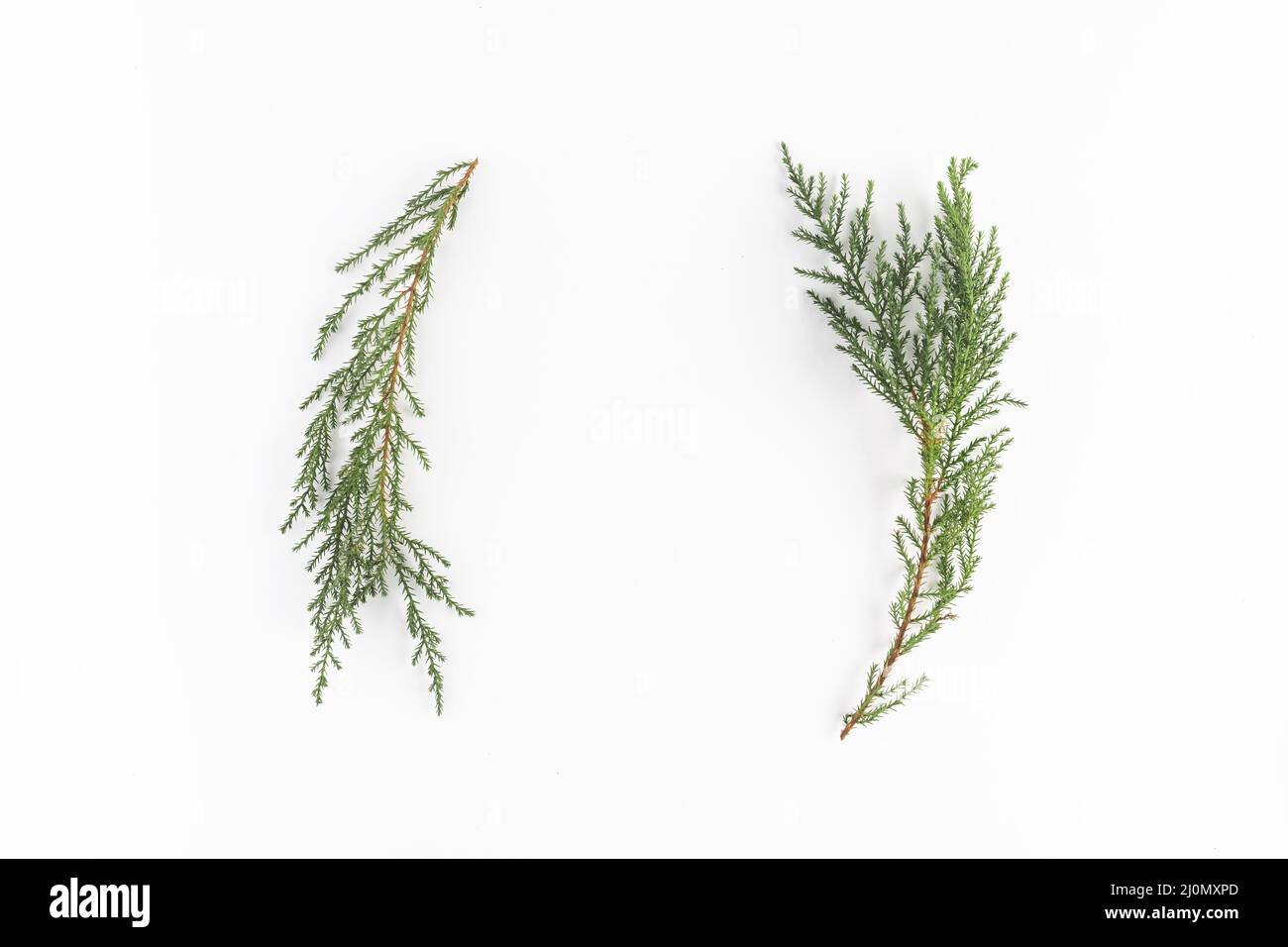 Coniferous branches light desk Stock Photo