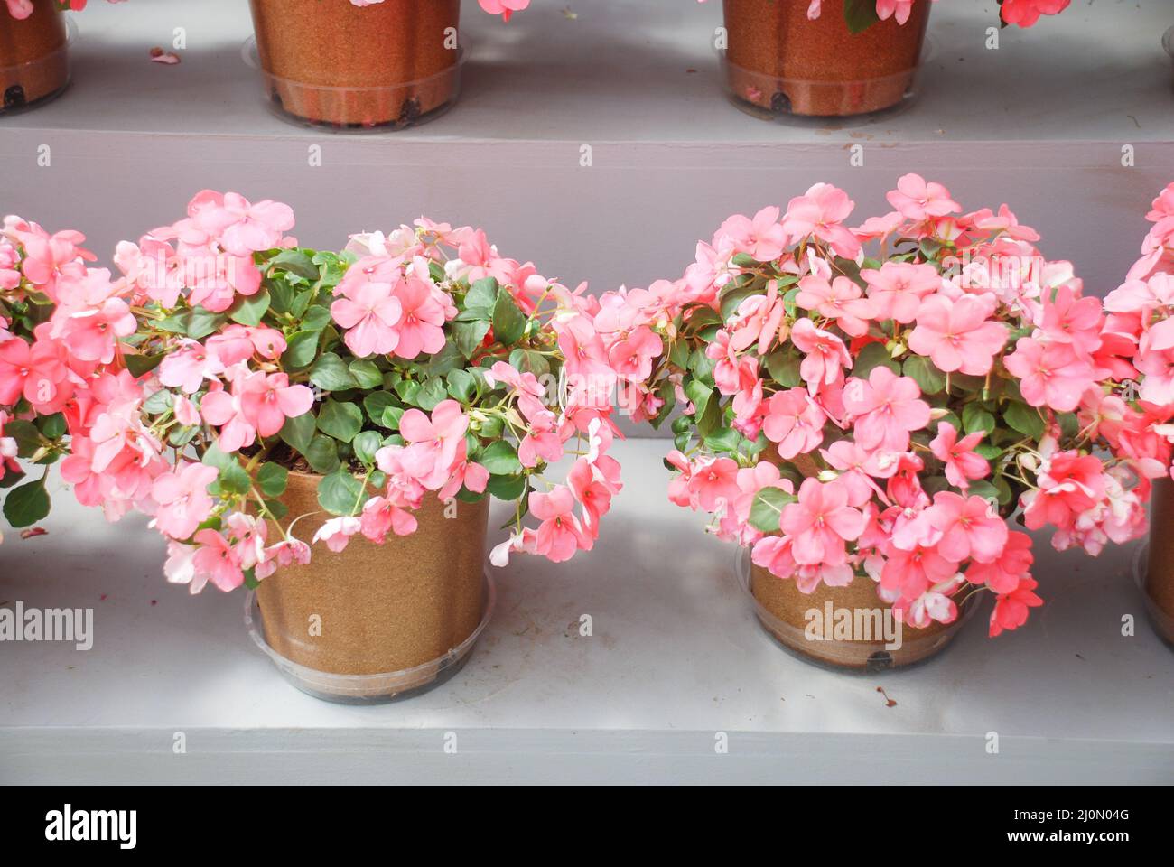 white impatiens in potted, scientific name Impatiens walleriana flowers also called Balsam, flower bed of blossoms in salmon Stock Photo