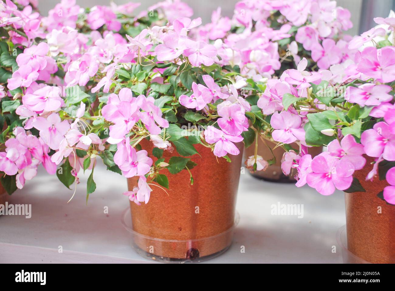 white impatiens in potted, scientific name Impatiens walleriana flowers also called Balsam, flower bed of blossoms in pink Stock Photo