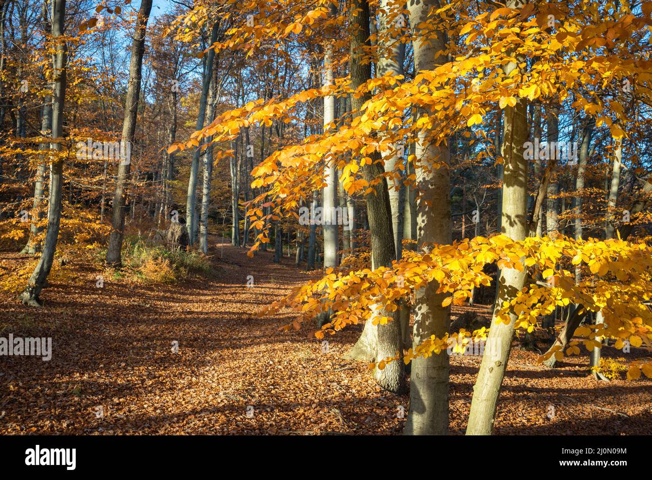 Pathway in the autumn forest Stock Photo - Alamy