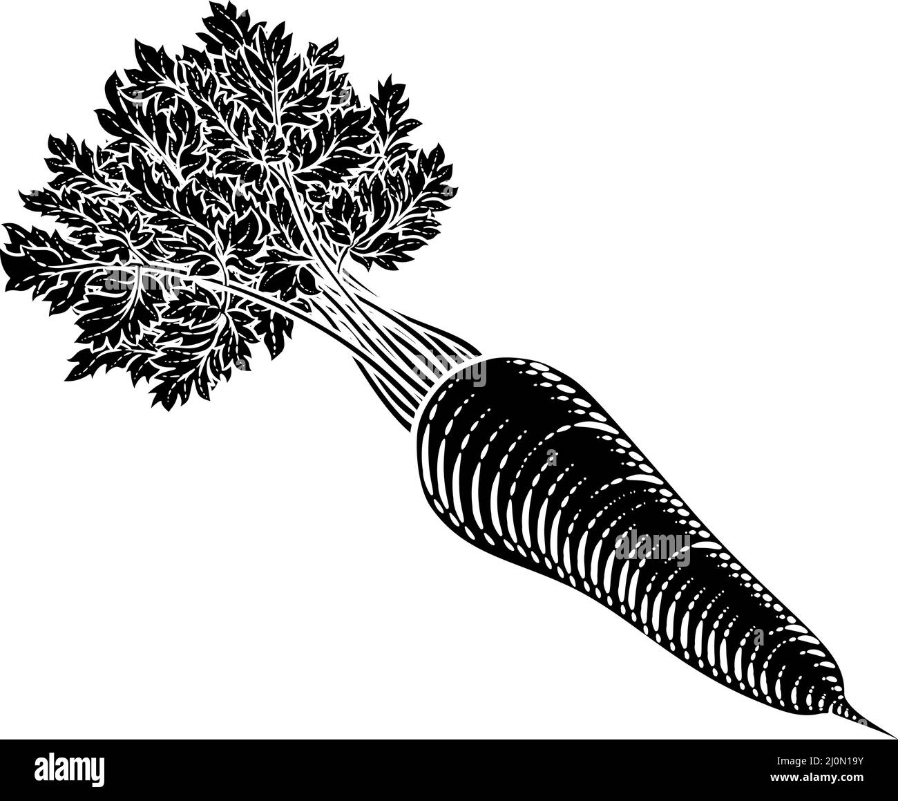 Carrot Vegetable Vintage Woodcut Illustration Stock Vector