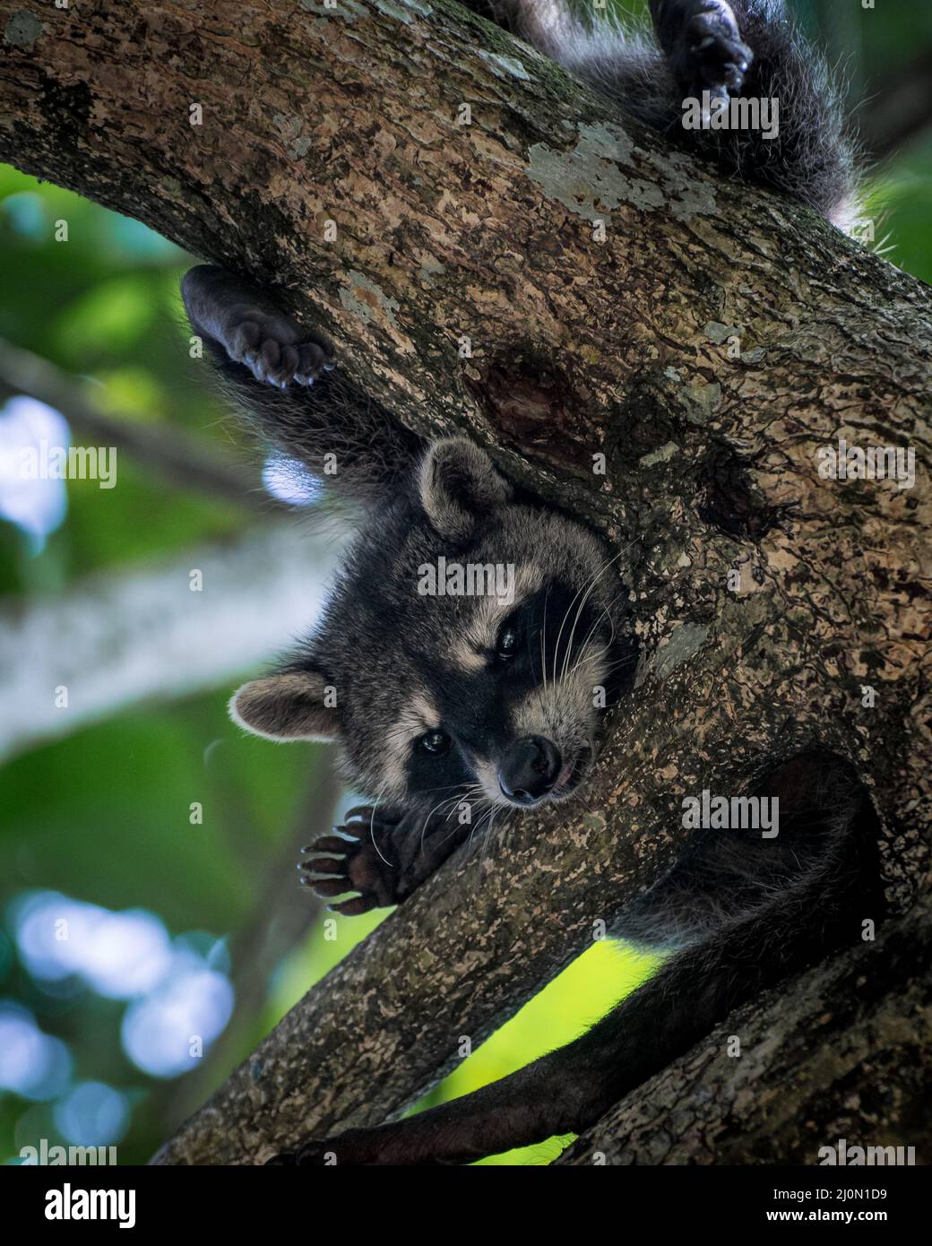 Leaf Racoon Racoon on branch hi-res stock photography and images - Alamy