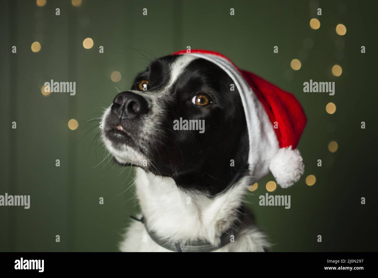 Santa paws hi-res stock photography and images - Alamy