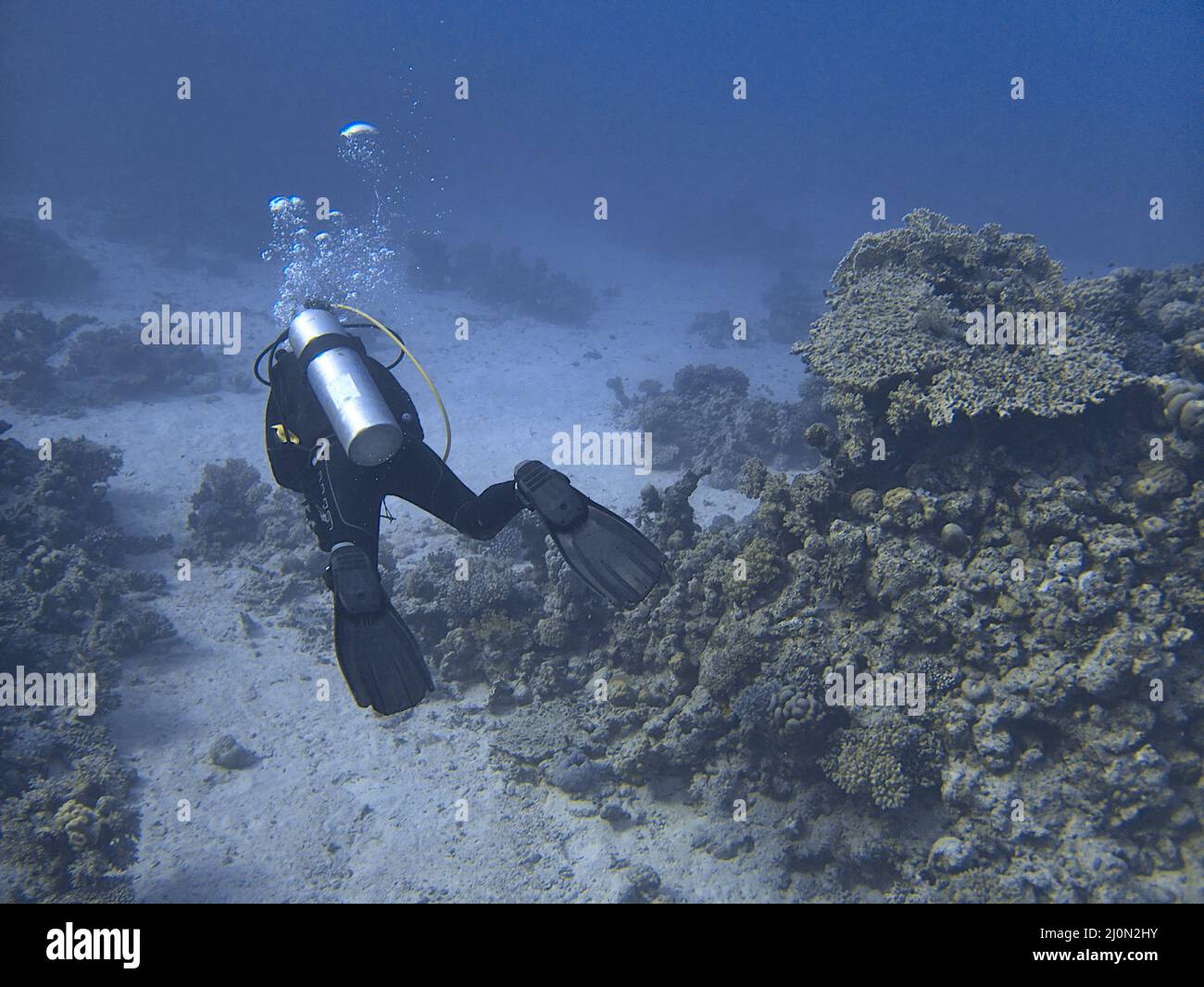 scuba diver and coral reef Stock Photo