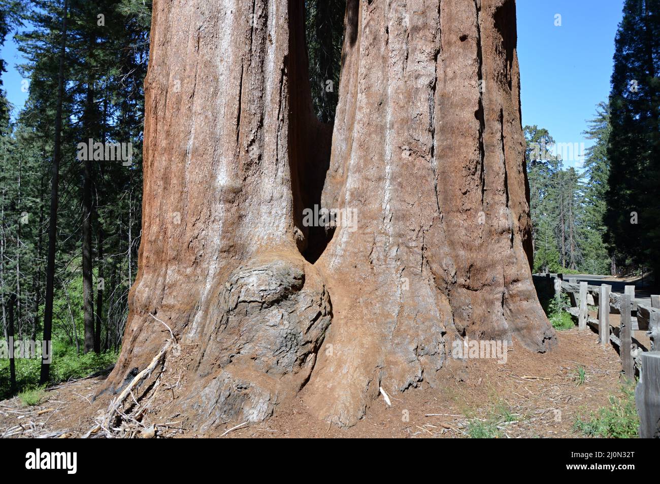 Sequoia Tree in Yosemite National Park, California Stock Photo