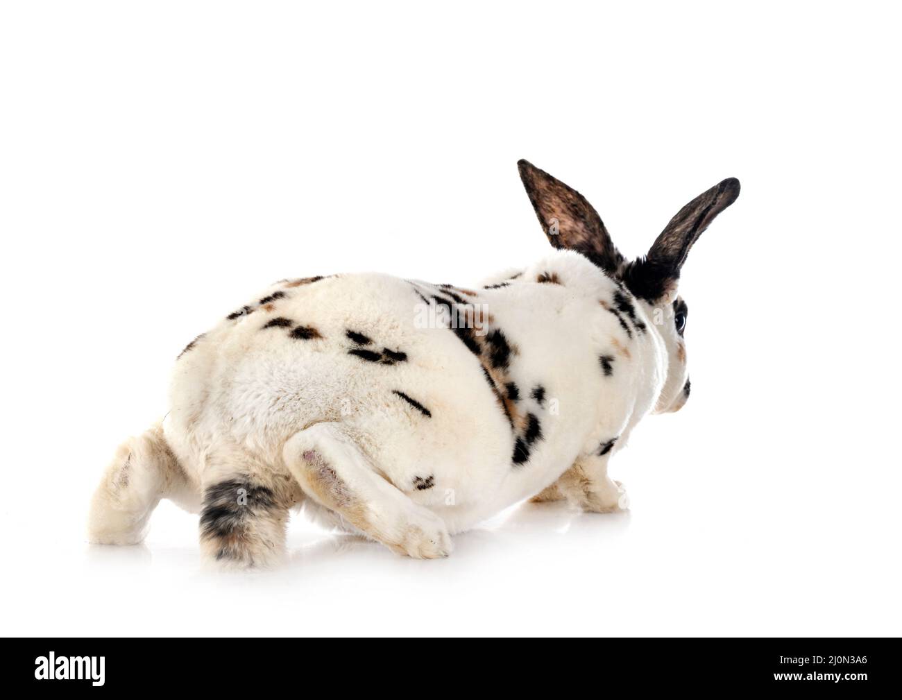 Rex Rabbit No Background Rex rabbit in front of white background Stock Photo - Alamy
