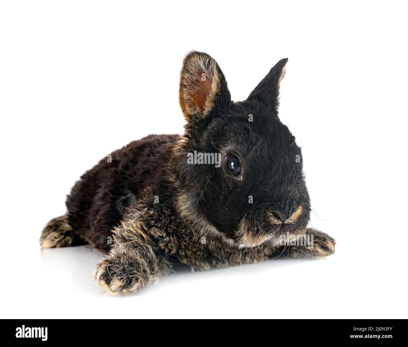 Rex rabbit in front of white background Stock Photo - Alamy