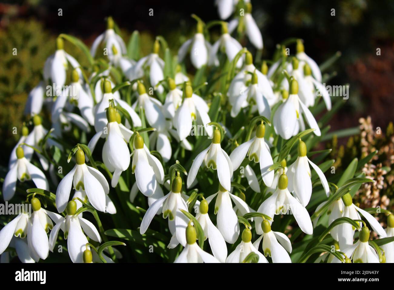 snowdrops in the meadow in the winter Stock Photo Alamy