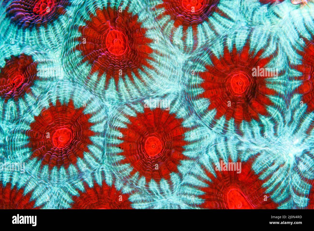 Close-up of coral polyps (Acropora), Papua New Guinea Stock Photo