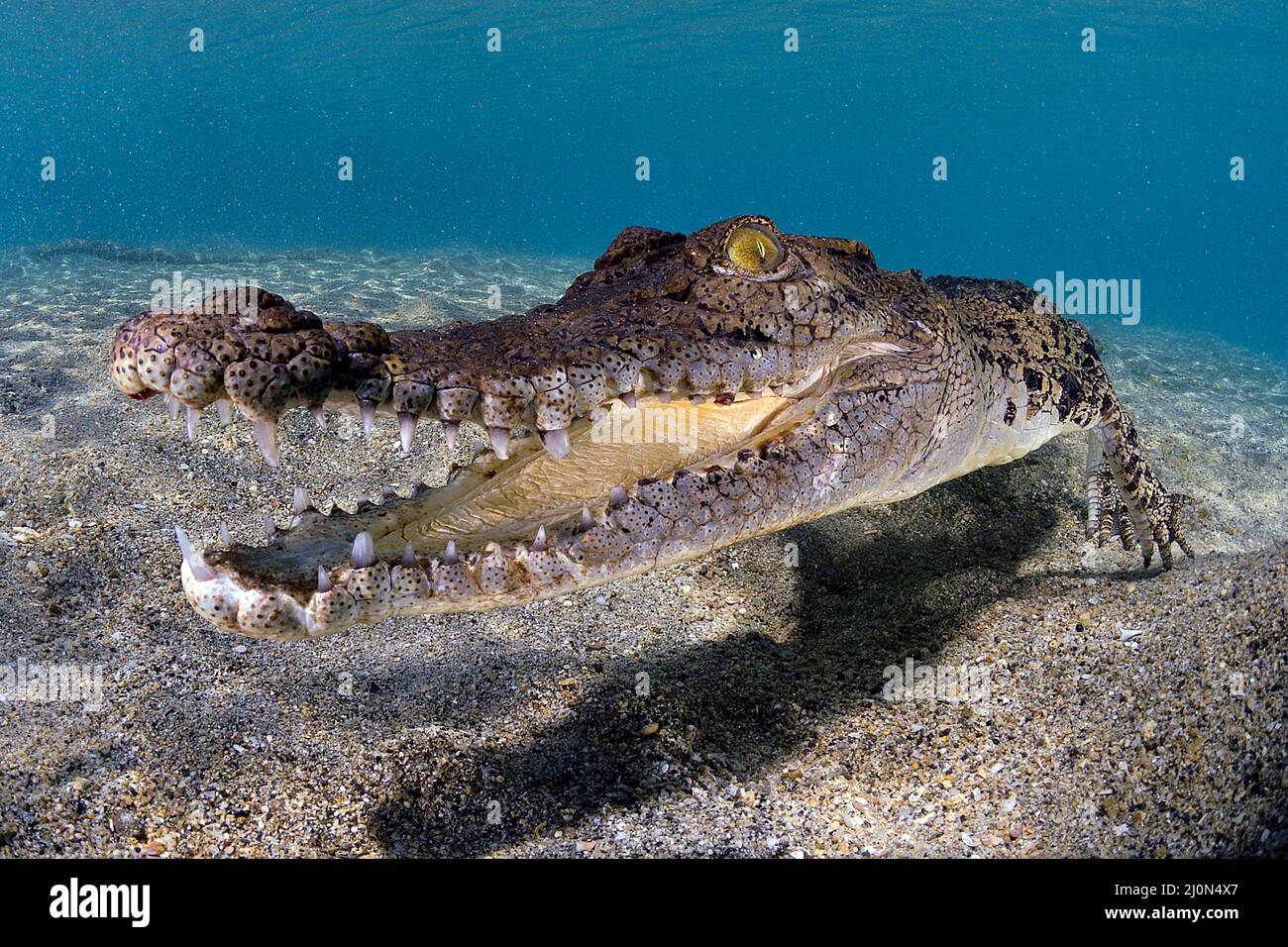 Saltwater crocodile (Crocodylus porosus), largest of all living reptiles, Kimbe Bay, West New Britain, Papua New Guinea Stock Photo
