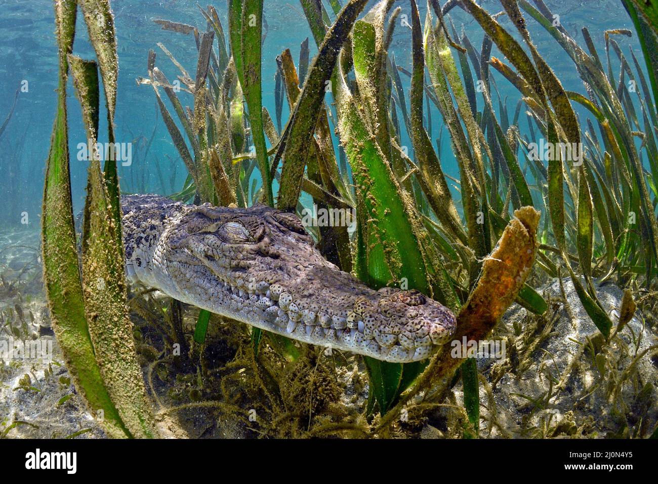 Saltwater crocodile (Crocodylus porosus), hiding between water plants, largest of all living reptiles, Kimbe Bay, West New Britain, Papua New Guinea Stock Photo
