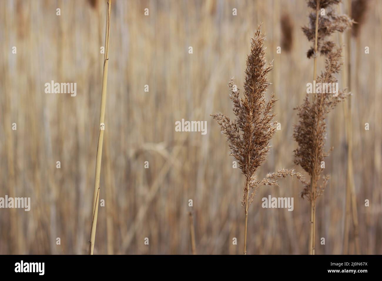 Reeds tall grasses garden hi-res stock photography and images - Alamy