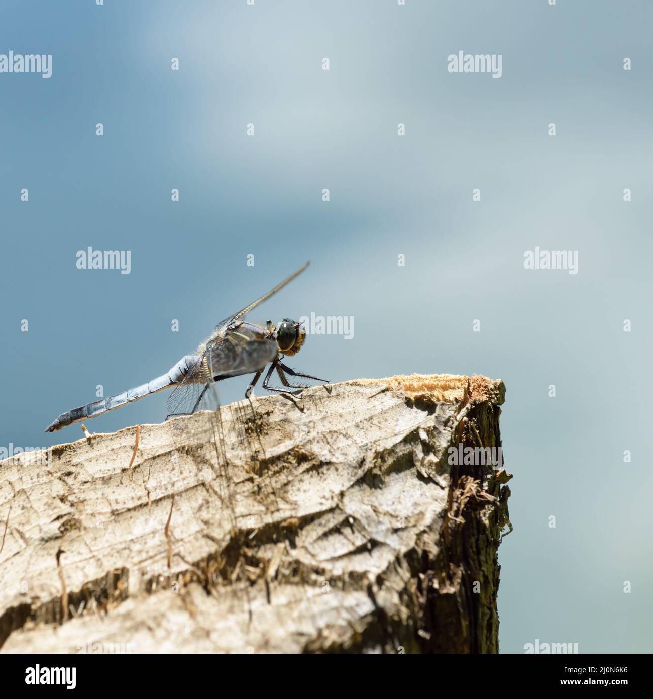 Blue dragonfly (Libellula incesta ) on branch with thorns with soft background with negative space Stock Photo