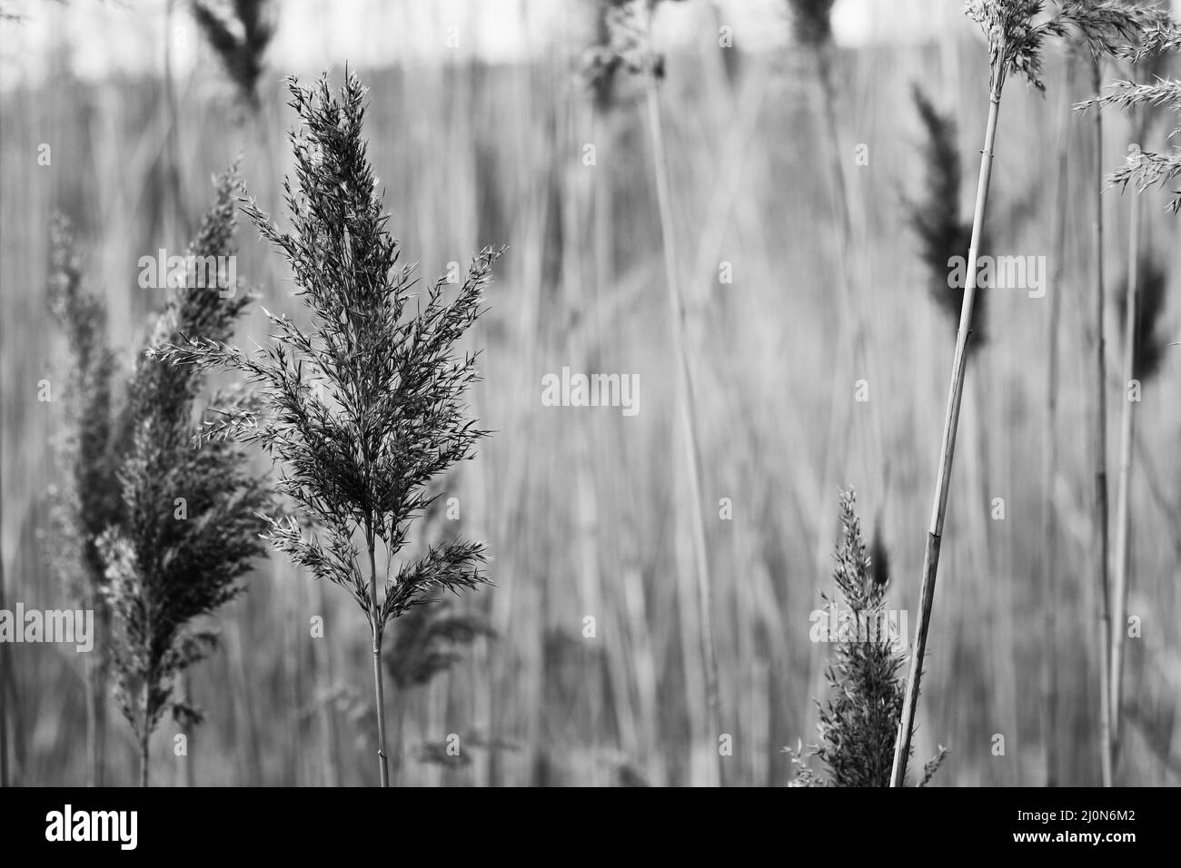 Tall grasses garden Black and White Stock Photos & Images - Alamy