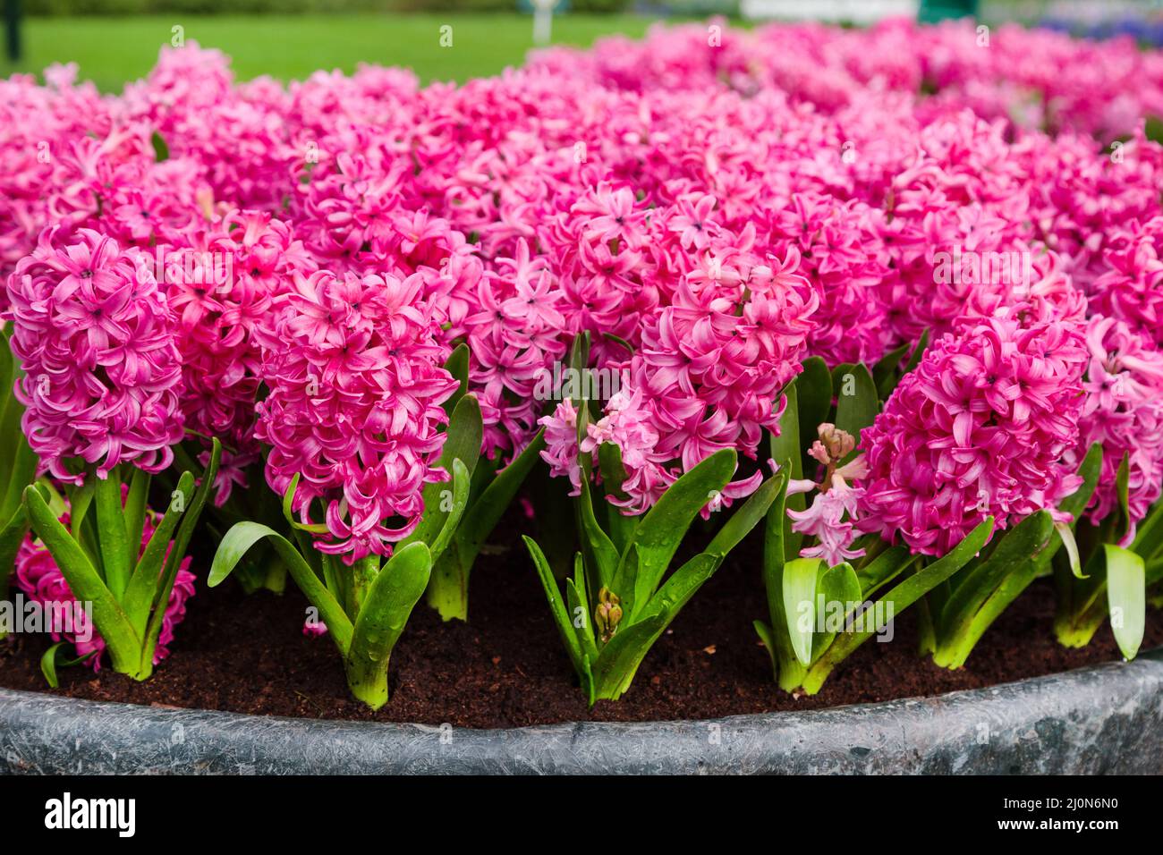 Spring background with vibrant pink Hyacinth flowers growing on the flowerbed in the garden Stock Photo